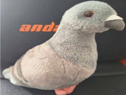 Definian Pigeon Dislacian