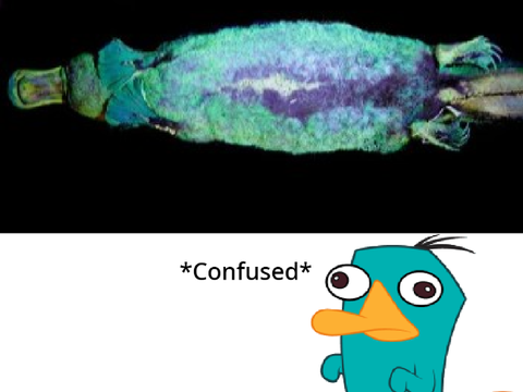 PERRY?! IS THAT YOU?!