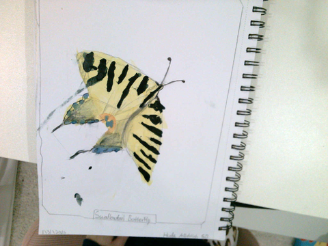 Swallowtail Butterfly Art