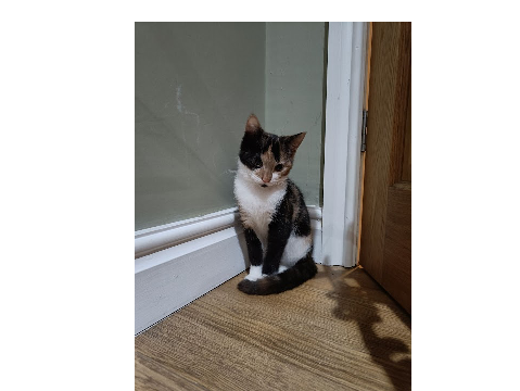 my cat