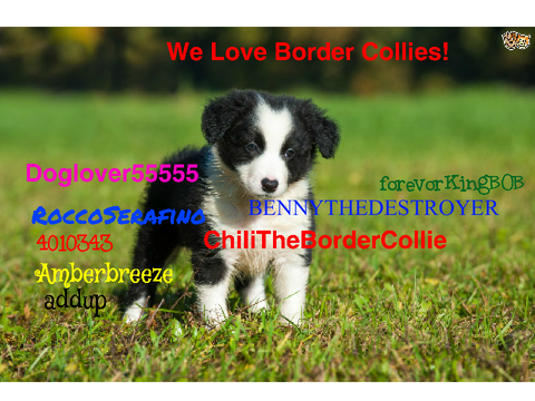 Sign Here If You Love Border Collies! remix remix