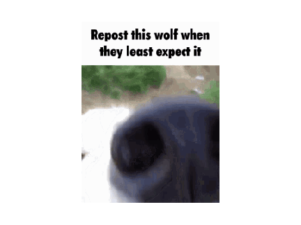 Reshare this wolf when they least expect it remix