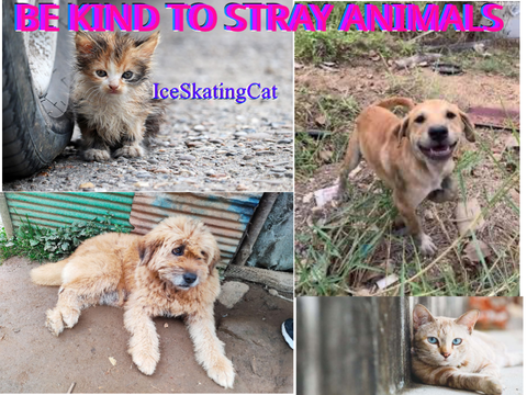 BE KIND TO STRAY ANIMALS!