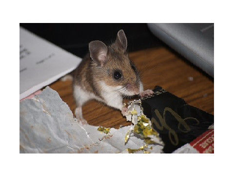 What did the mice do?