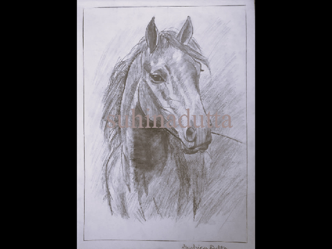 A Horse