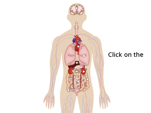 Human Organ Identification game