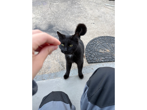 CAT REVEAL
