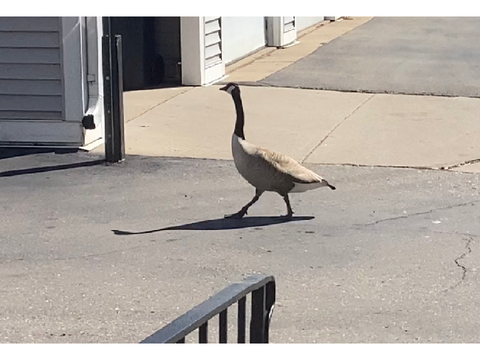 Birdddddddddddd