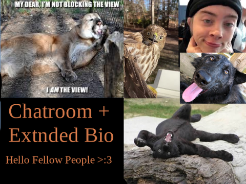 Chatroom + Extended Bio (updated)