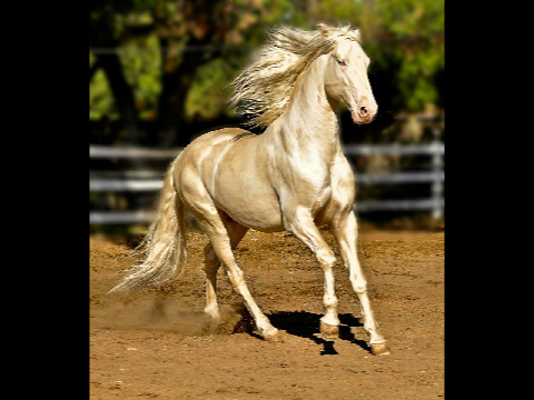 The Akhal-Teke Horse (Yes It's Real)