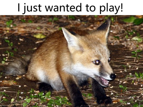 STOP HUNTING FOXES THEY DONT DESERVE THIS remix remix remix remix remix remix remix