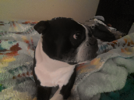 clingy dog