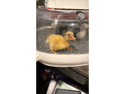 !! New Baby Alert !!