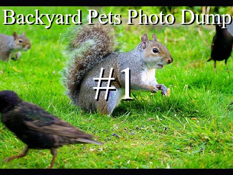 Backyard Pets Photo Dump #1