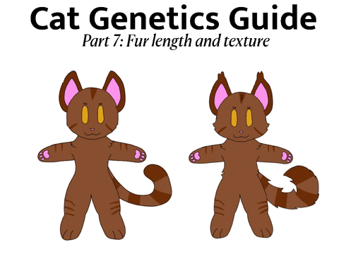 Cat Genetics Guide Part 7