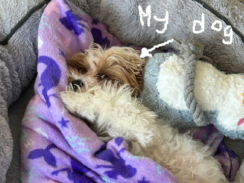 puppy reveal! :D