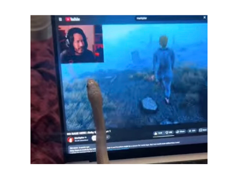 Tofu, the snake who hates Markiplier