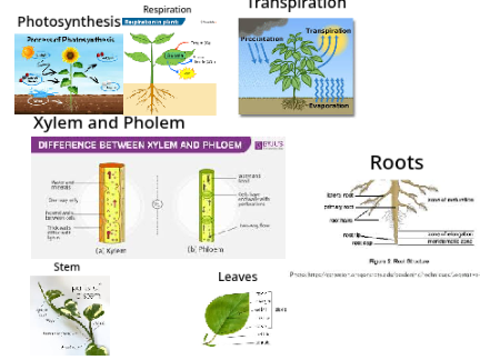 Plant Project