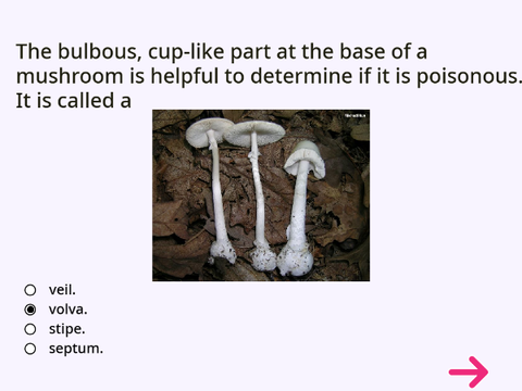 The Fungal Trivia Game!