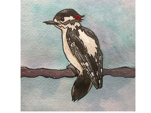 Downy Woodpecker