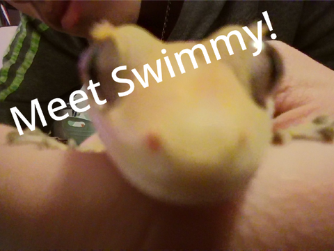 Meet Swimmy!