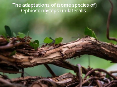 Adaptations of Ophiocordyceps unilateralis