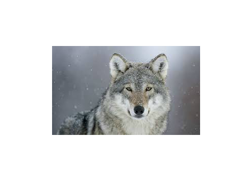 Wolf Pictures