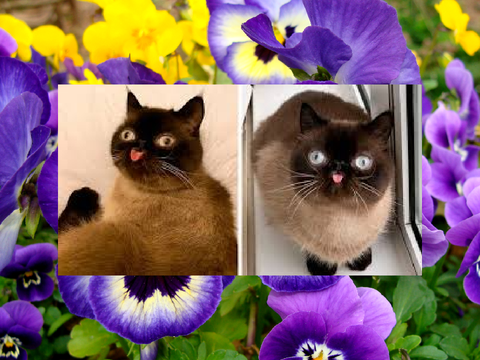 {WON!} ❝Sunday Best❞ - A Pansy Application