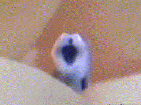 screaming blue thing remix remix remix remix remix remix remix remix remix remix remix remix … remix