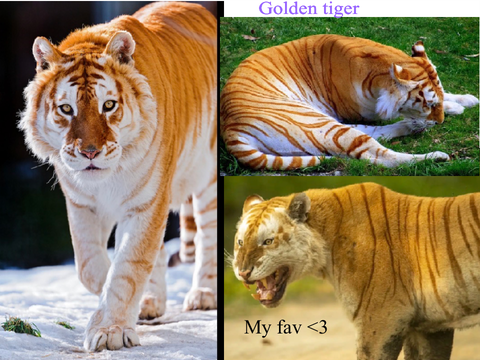 100+ D4A - underrated animals!