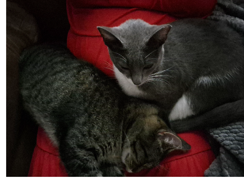 Rainy day nap