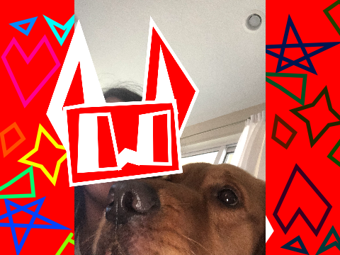 my dog Teddy 