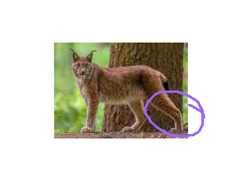 Moosekit Bobtail Research