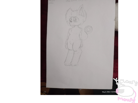 Canine Anthro Homework Submission! 