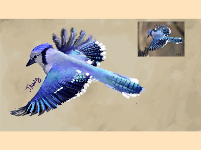 I drew a Blue Jay in Magma