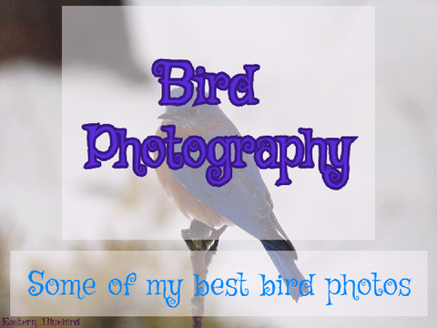 Bird Photography - Some of my best photos