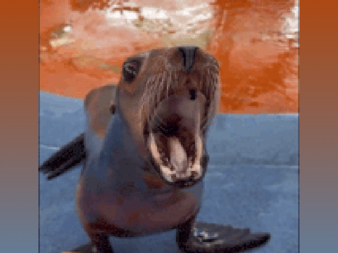 Sea Lion song+Funny Seal Lion