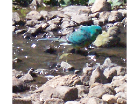 GUESS-THE-BIRD