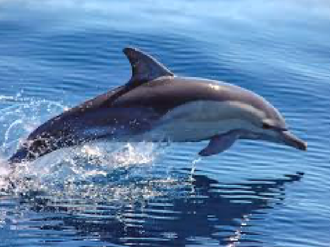 A Final Swim ~ Dolphinsong death project 