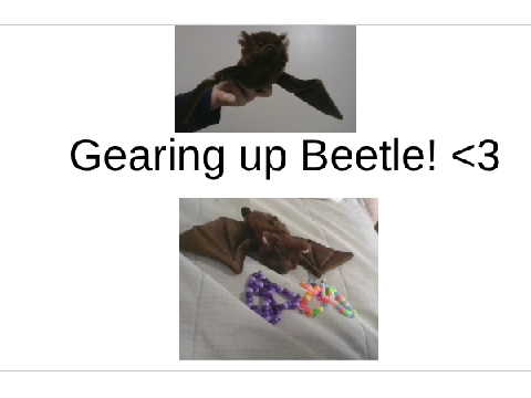 Beetles Kandi Gear!
