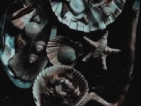 ➷ ˖° ♦〚 ❝ sᴏɴɴᴇᴛ‘s ᴍᴇɴᴛᴏʀɪɴɢ ᴘʀᴏᴊᴇᴄᴛ ❞ 〛♪ °˖ ◈ 