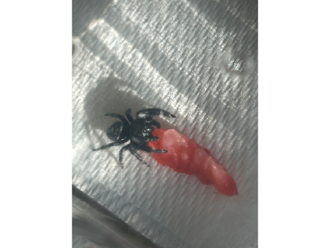 MY NEW PET!!