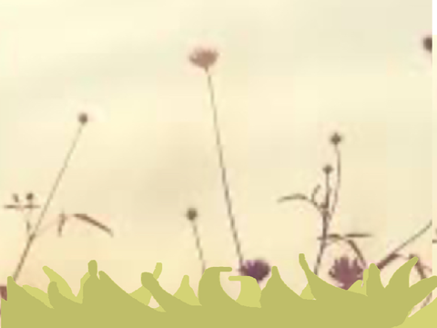 Grass….