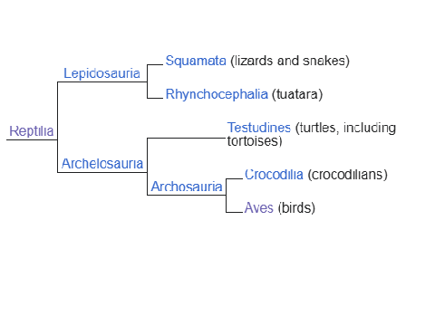 BIRDS ARE REPTILES???