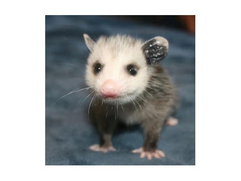 hey guys