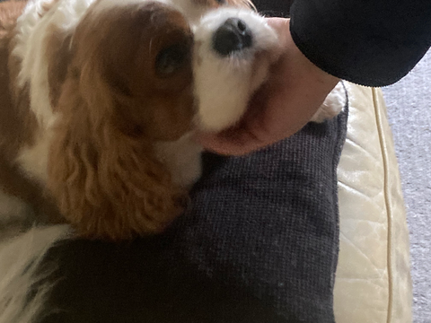 My dog (updated)