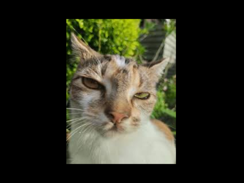 | DIVINITY PAST INFINITY - Merlinpaw relationship finder | 