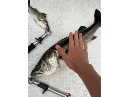 東京湾沖でシーバス釣ってみた
