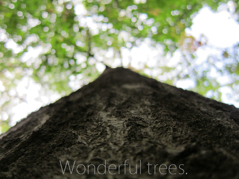 Wonderful Trees (Add your own tree) remix