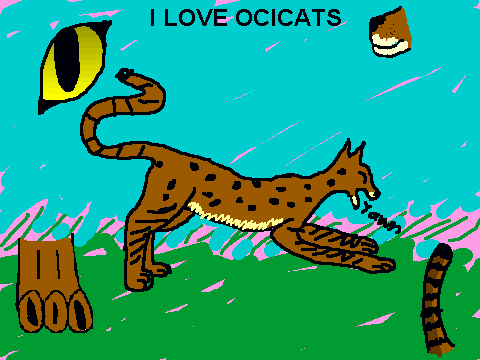i love ocicats